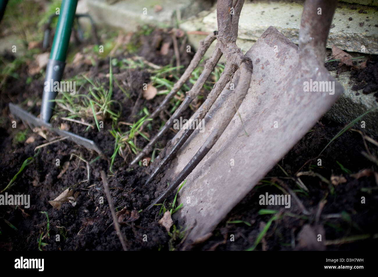 Digging and preparing the ground soil ready for planting vegetables