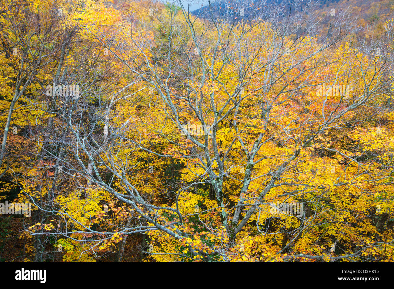 Franconia Notch State Park - Scenic view along the Franconia Notch Bike ...