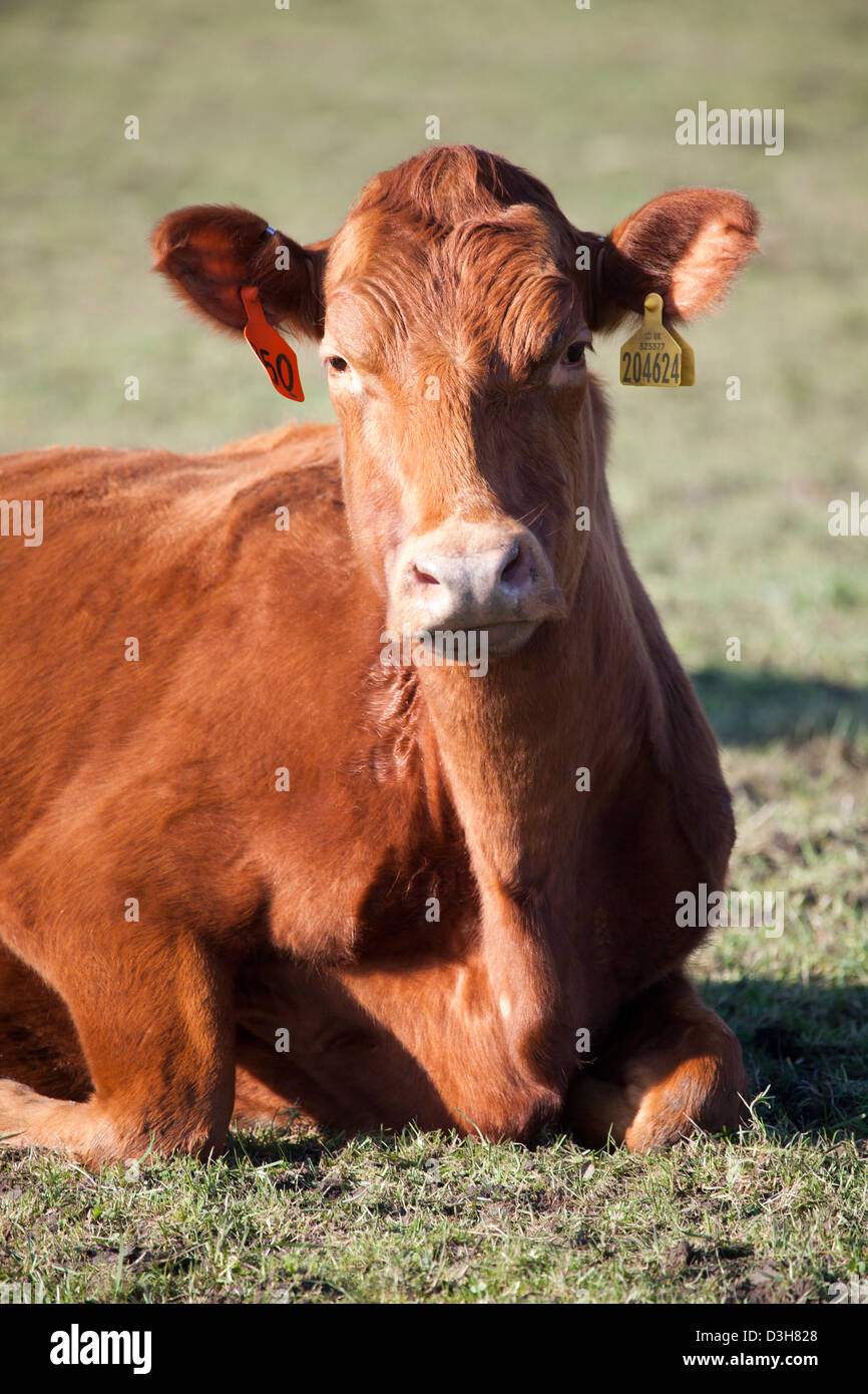 Cow with Ear Tags Stock Photo