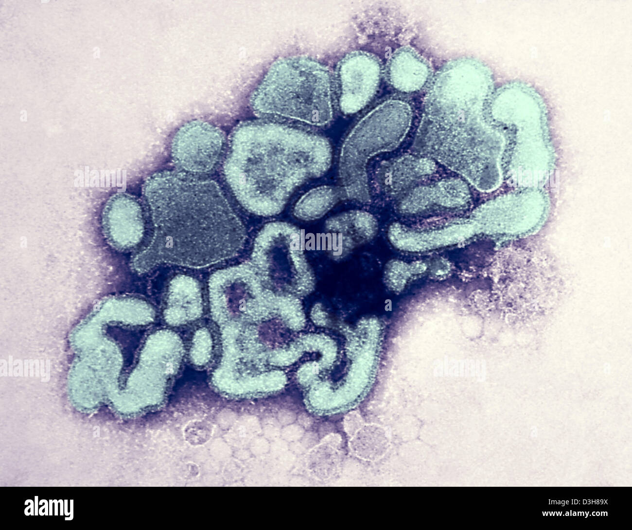 Swine flu virus microscope hi-res stock photography and images - Alamy
