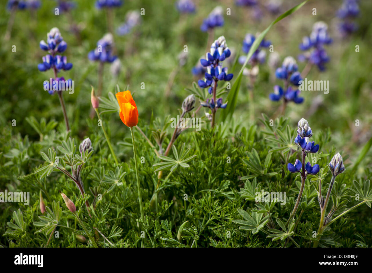 Lupine and California Poppy Stock Photo