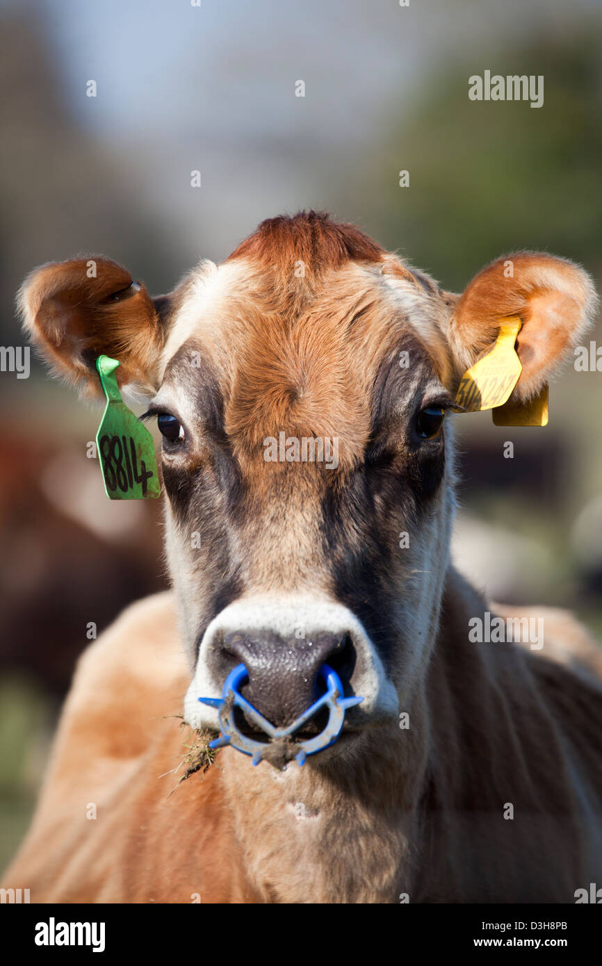 Cow with Ear Tags Stock Photo - Alamy