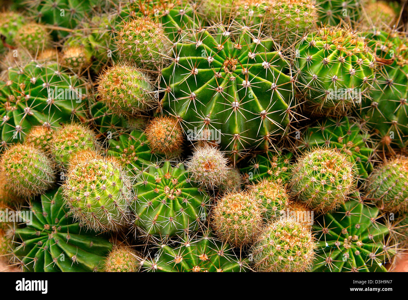 Variety cactus hi-res stock photography and images - Alamy