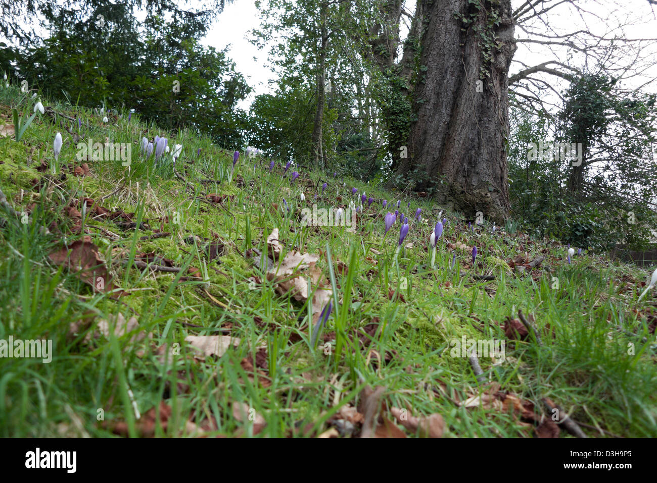 Crocus flowers growing in the grass under a tree at Charles Darwin garden home The Mount in Shrewsbury, Shropshire, England UK   KATHY DEWITT Stock Photo