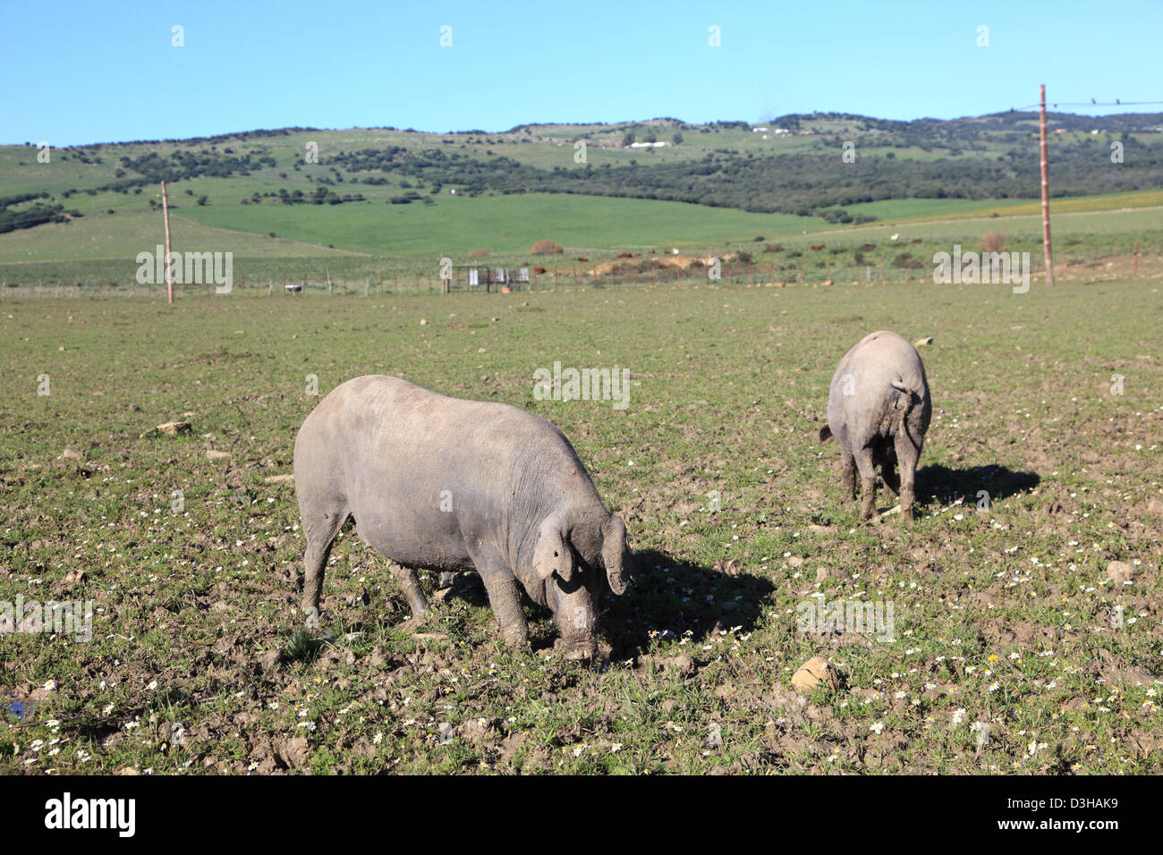 Black pigs spain hi-res stock photography and images - Alamy