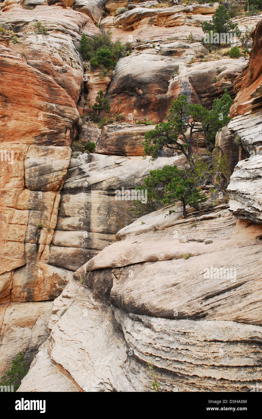 Grand Canyon National Park Coconino Sandstone 0773 Stock Photo Alamy