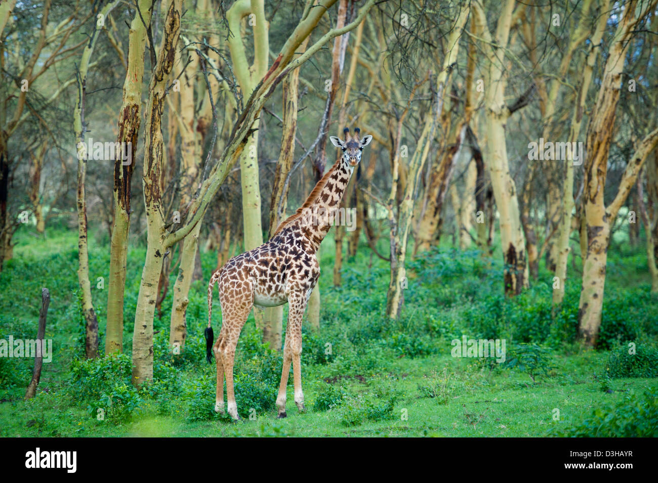 Maasai giraffe in yellow fever tree forest, Crescent Island Game Sanctuary on Lake Naivasha, Kenya Stock Photo