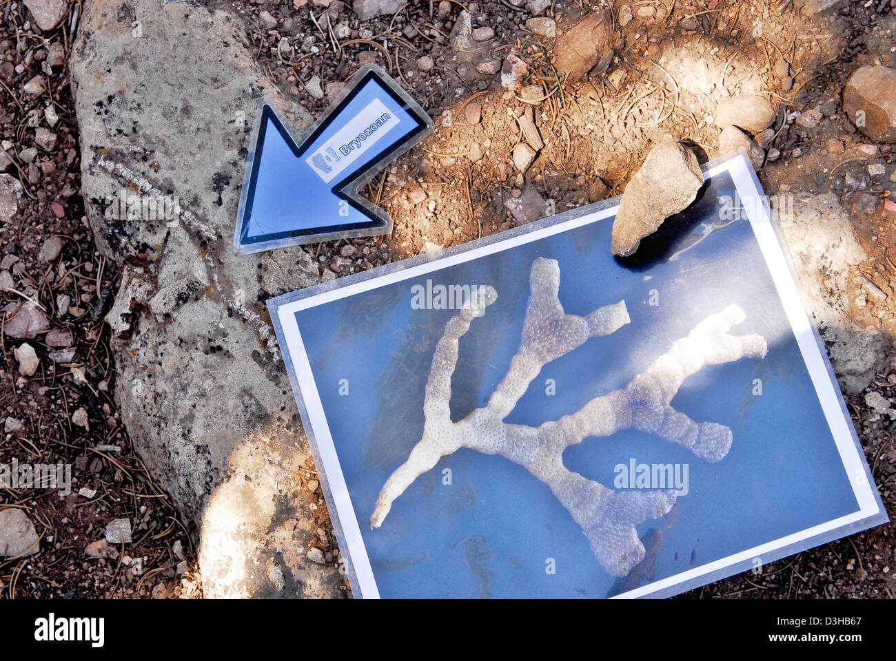 Grand Canyon National Park Fossils in Kaibab Limestone 0370 Stock