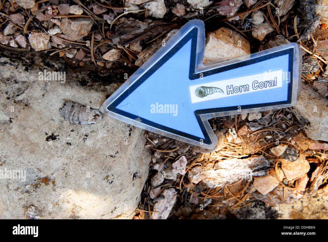 Grand Canyon National Park Fossils in Kaibab Limestone 0369 Stock