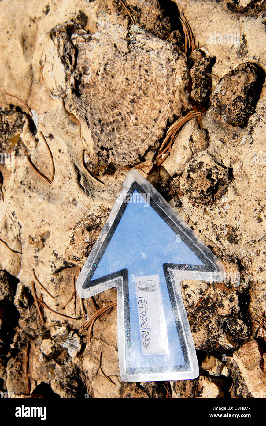Grand Canyon National Park Fossils in Kaibab Limestone 0379 Stock