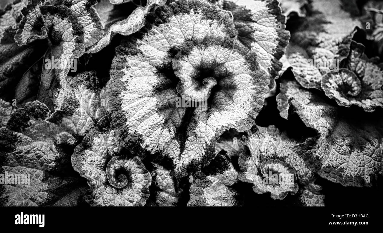 Begonia leaves swirls in dramatic black and white Stock Photo