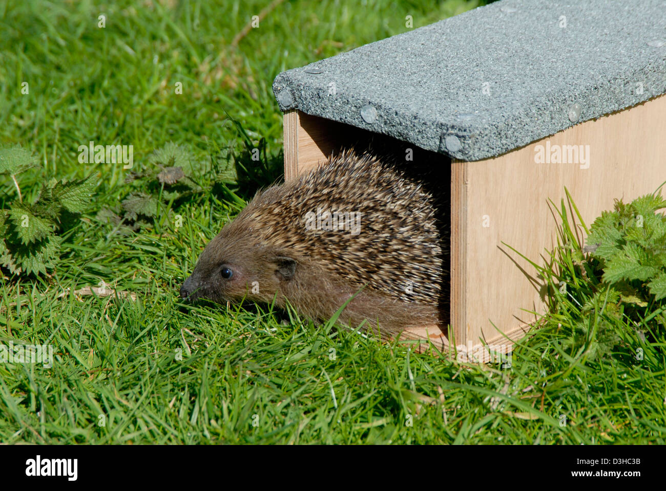 Hedgehog nest hires stock photography and images Alamy