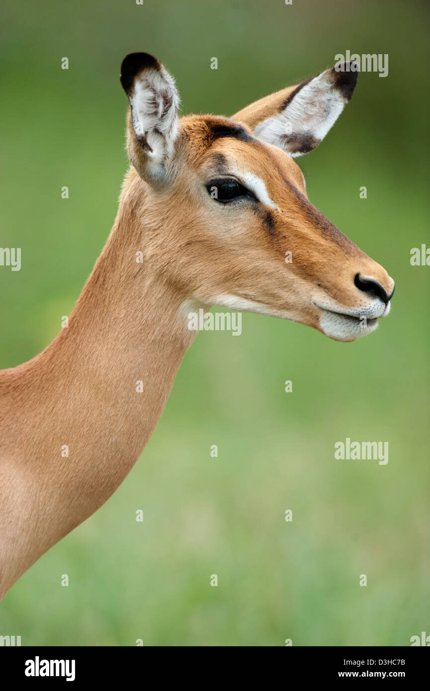 Nature reserve animal animals lake nakuru national park hi-res stock photography and images - Alamy Nature reserve animal animals lake nakuru national park hi-res stock photography and images - Alamy