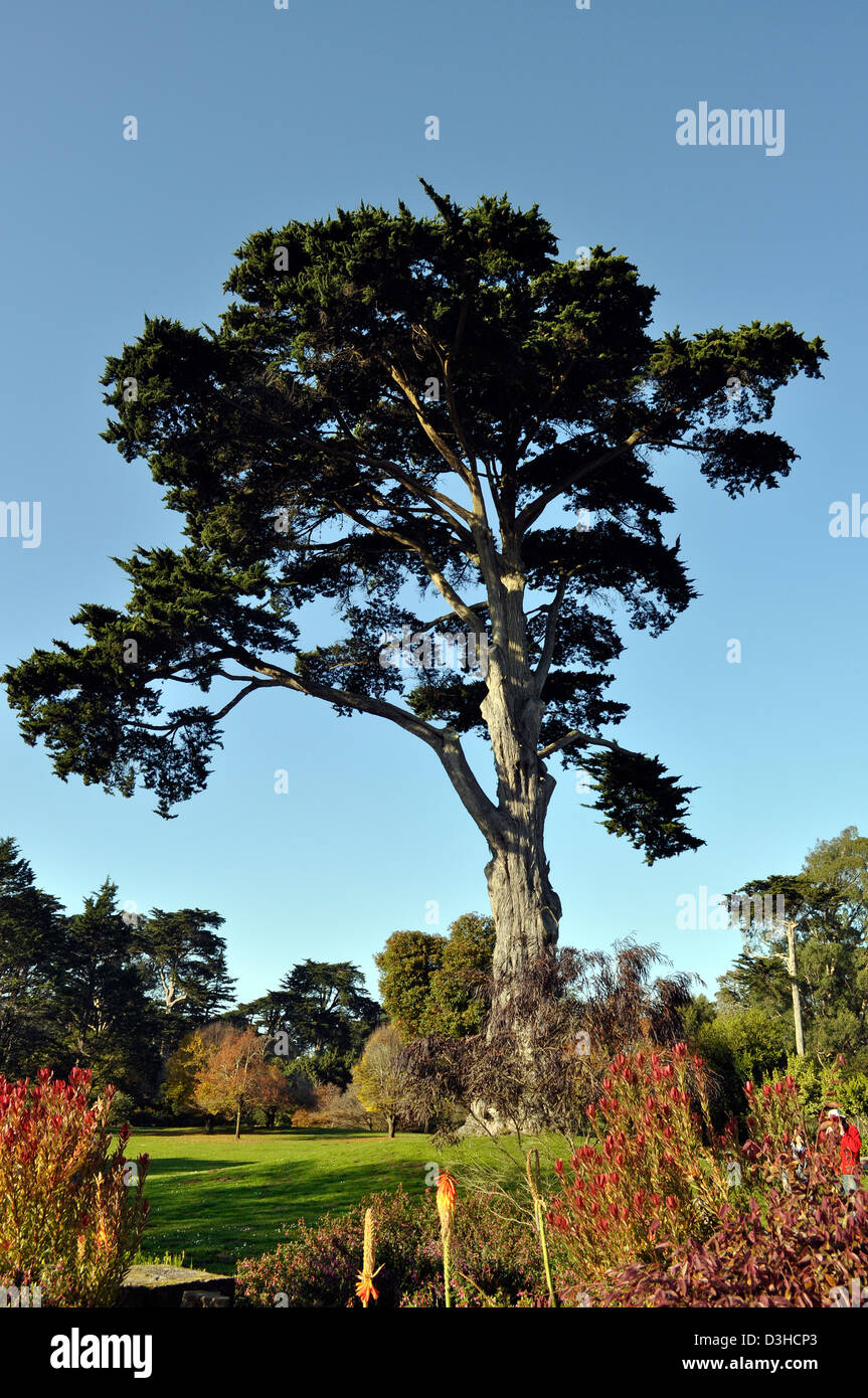 San Francisco Botanical Garden tree collections photo 1