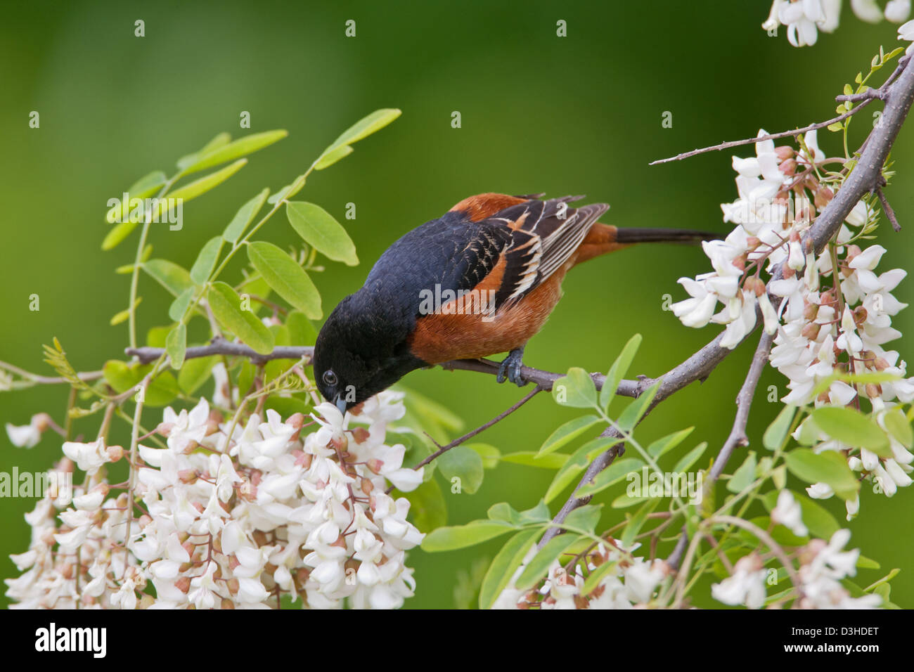 Orchard Oriole Eating from Black Locust Tree Flowers bird birds
