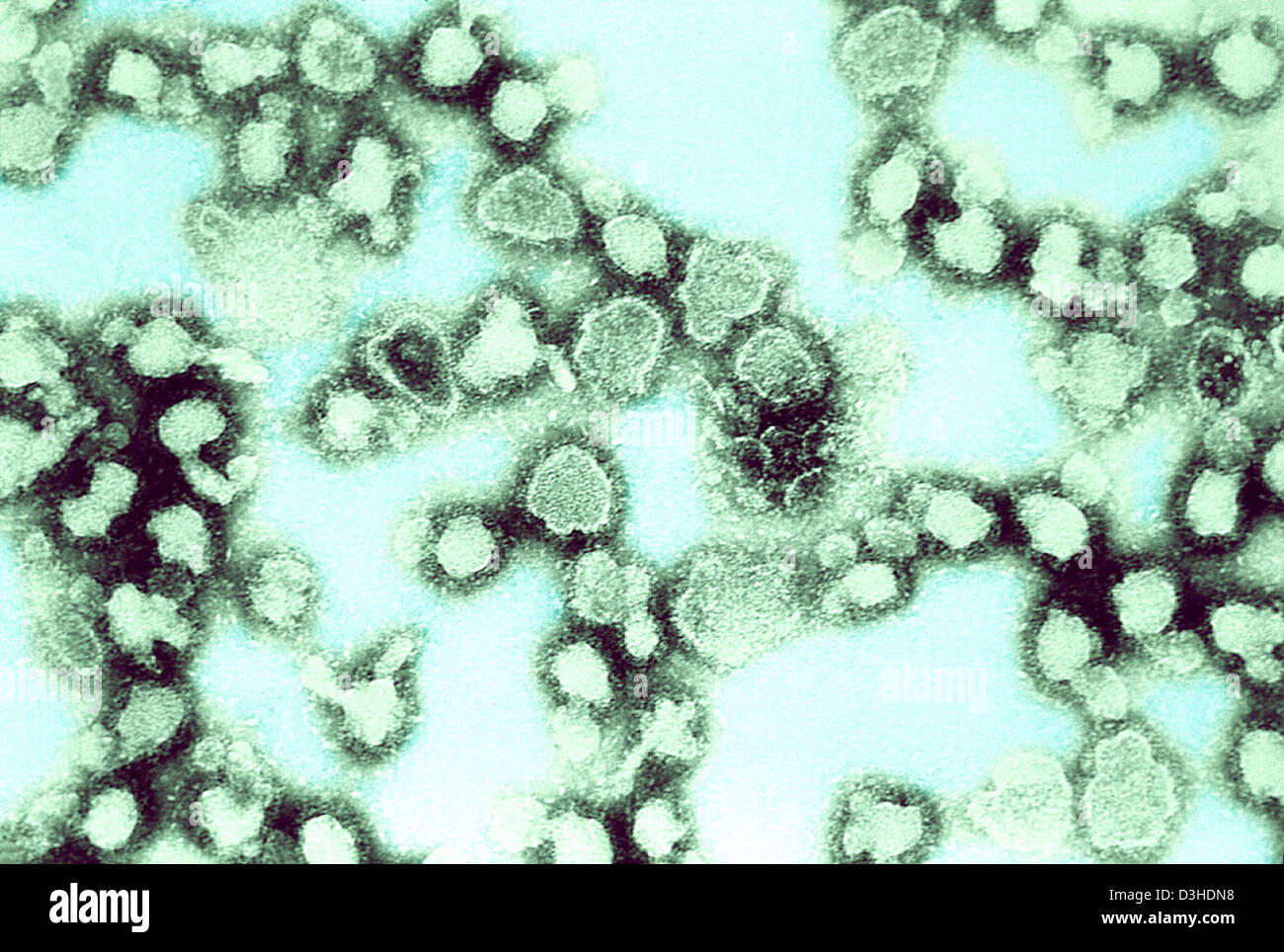 LA CROSSE VIRUS Stock Photo Alamy
