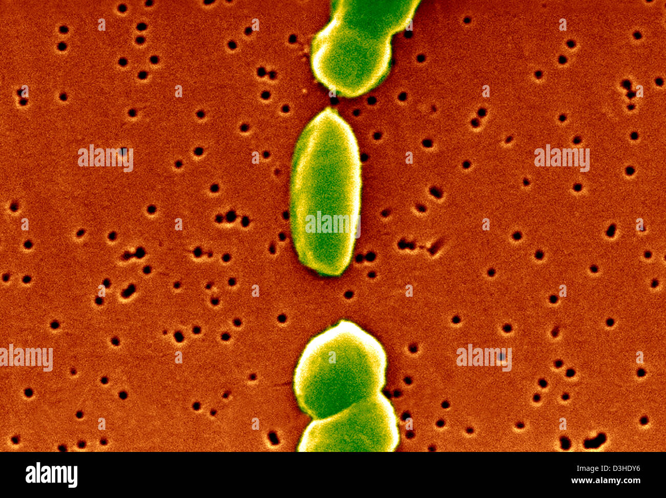 VIBRIO PARAHAEMOLYTICUS Stock Photo Alamy