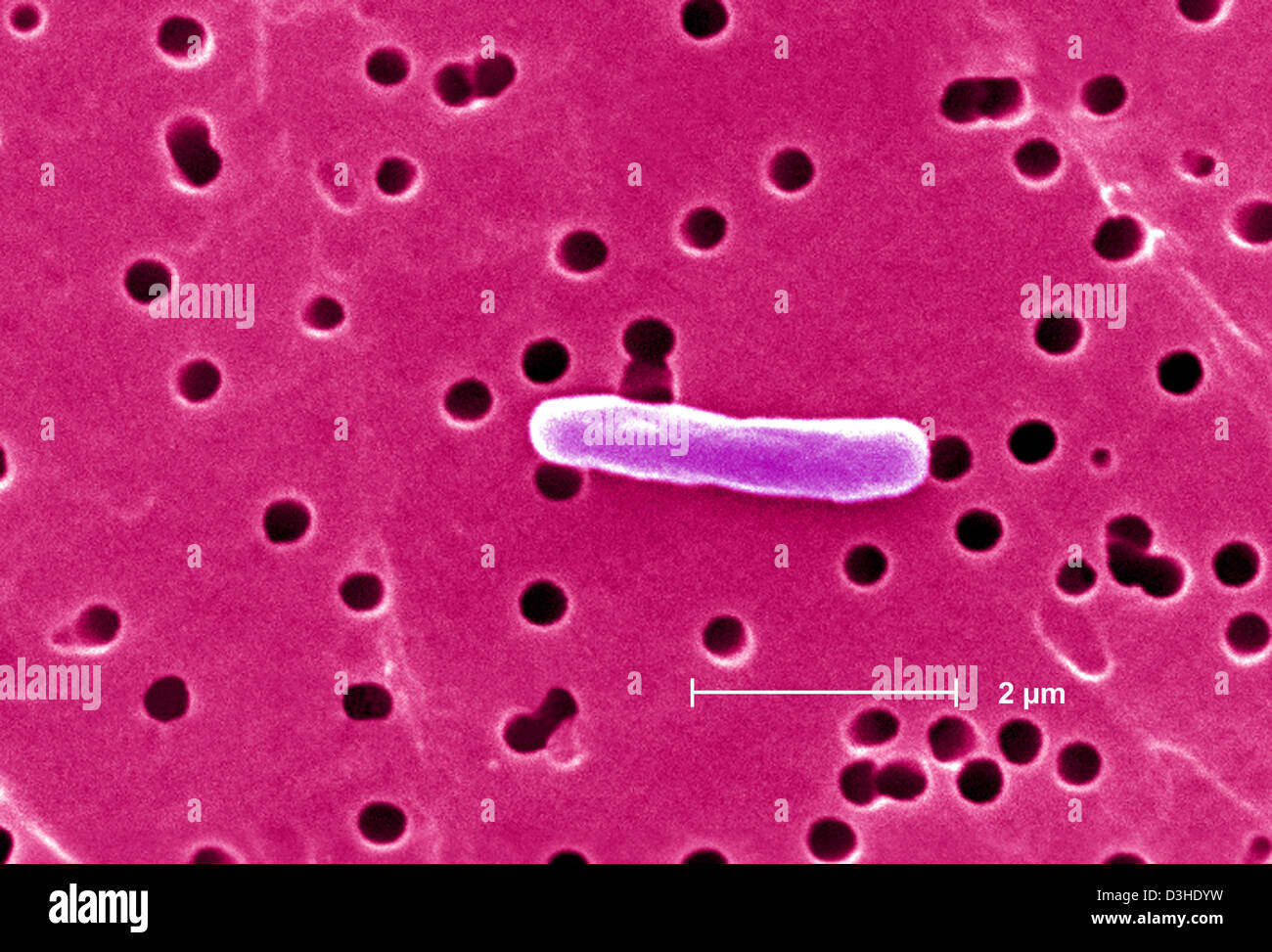 ESCHERICHIA COLI, SEM Stock Photo