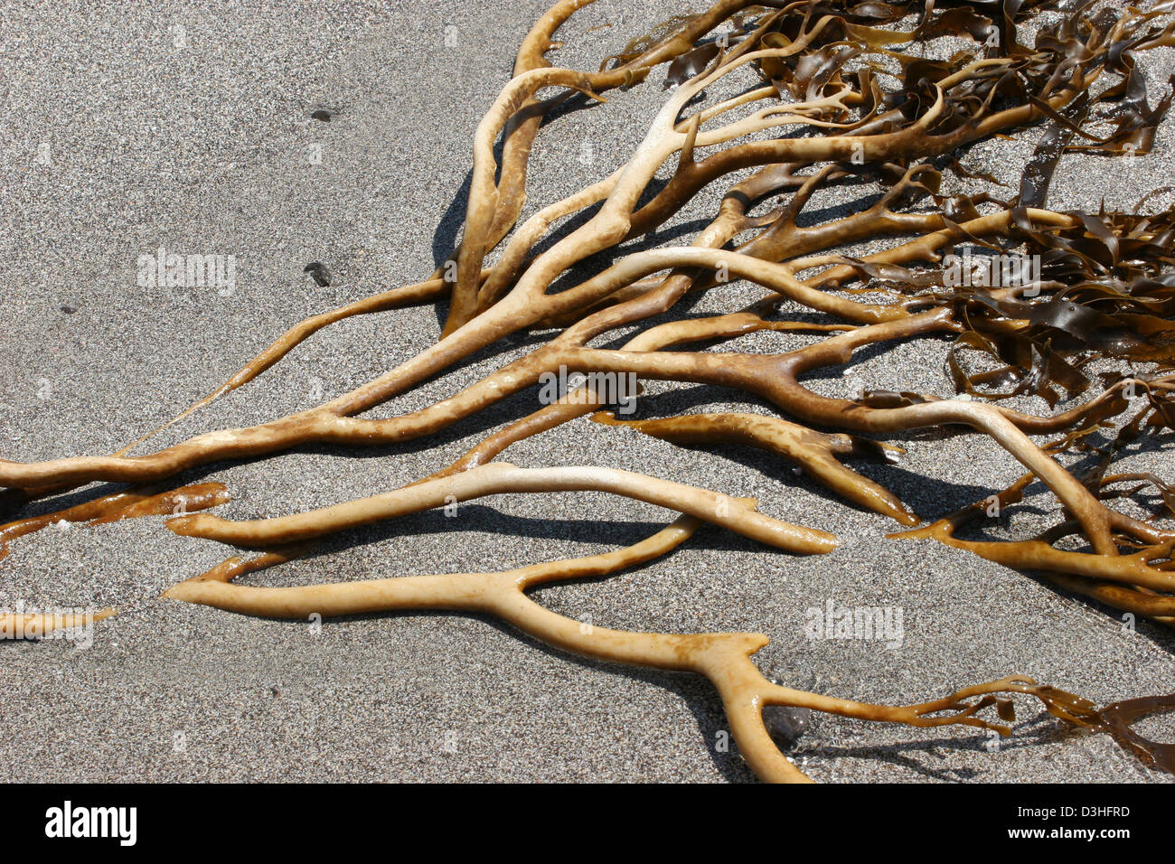 seaweed washed up on beach kelp sand Stock Photo