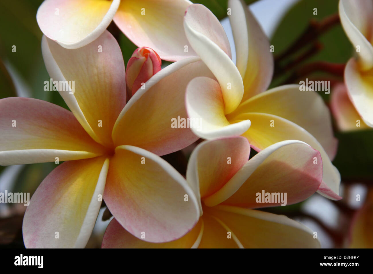 frangipani flower tropical Stock Photo