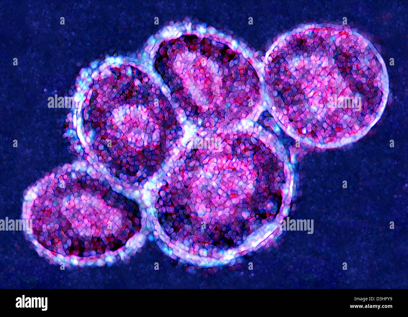 EMBRYONIC STEM CELL Stock Photo