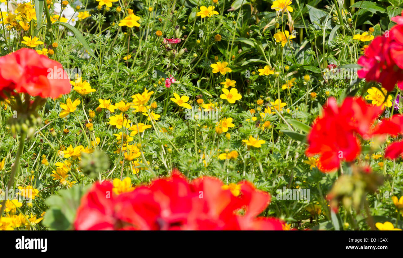 Wedelia Trilobata Flowers' Plantation in the Garden. Stock Photo