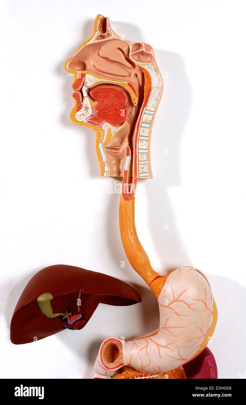 Pyloric Sphincter Stock Photos & Pyloric Sphincter Stock Images - Alamy