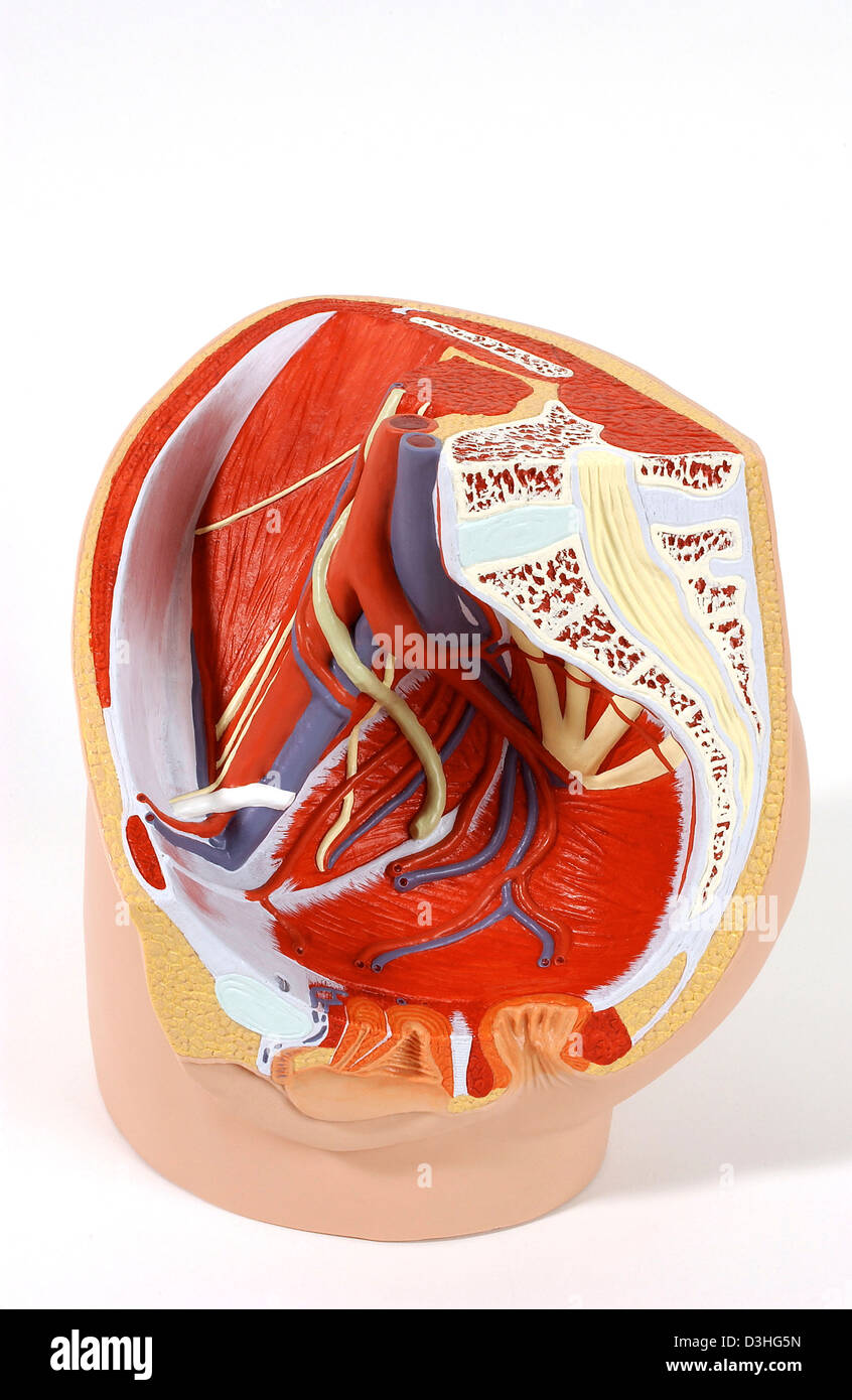 ANATOMY, FEMALE GENITALIA Stock Photo