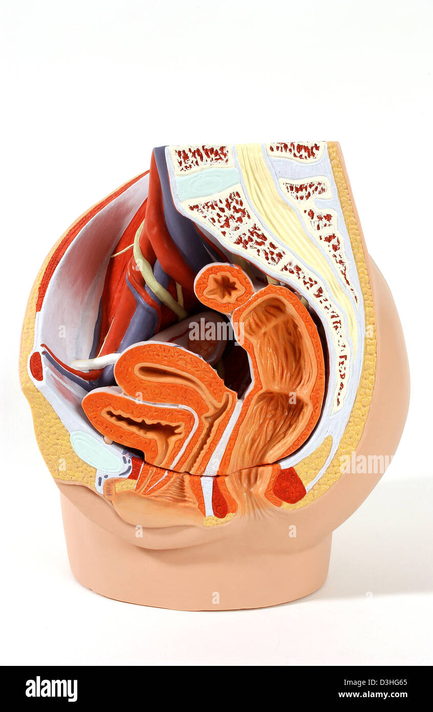 ANATOMY, FEMALE GENITALIA Stock Photo