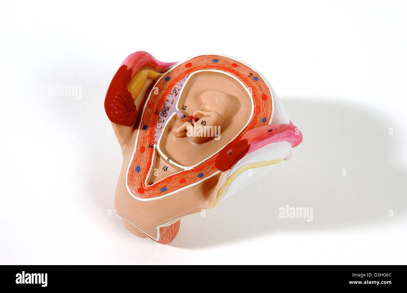 Human embryo in 2 months hi-res stock photography and images - Alamy