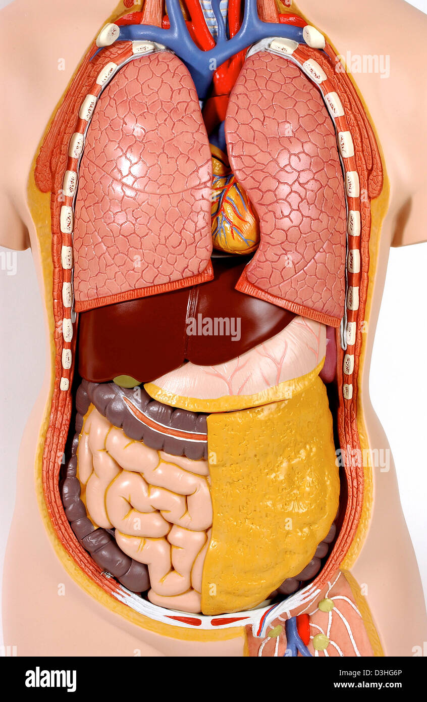 Anatomy Trunk Stock Photo Alamy