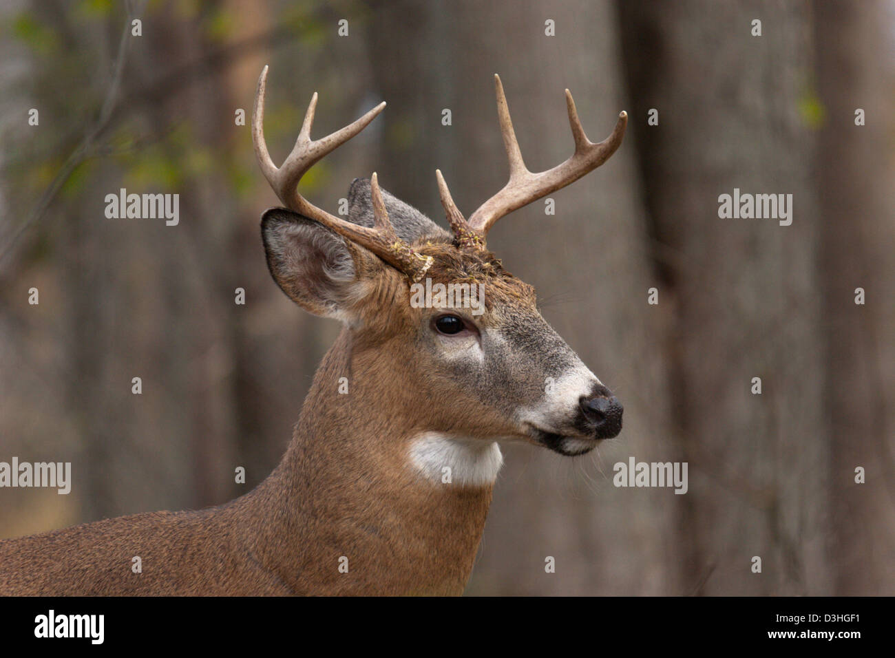 deer buck antlers profile close up hunting majestic Stock Photo Alamy
