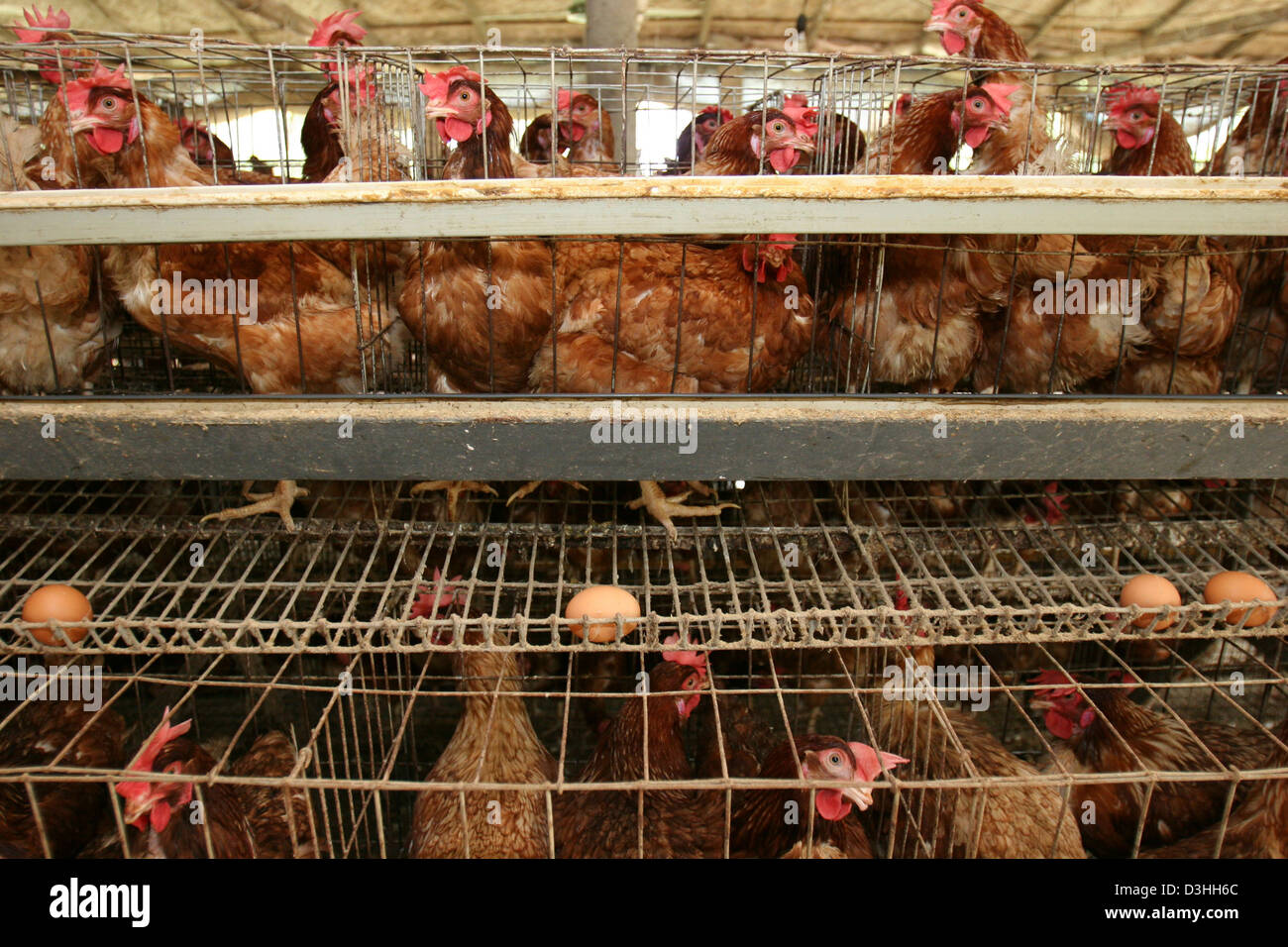 INDUSTRIALLY RAISED POULTRY Stock Photo