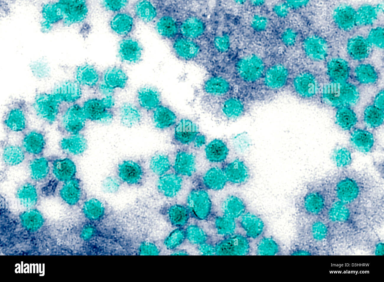 WEST NILE VIRUS Stock Photo Alamy