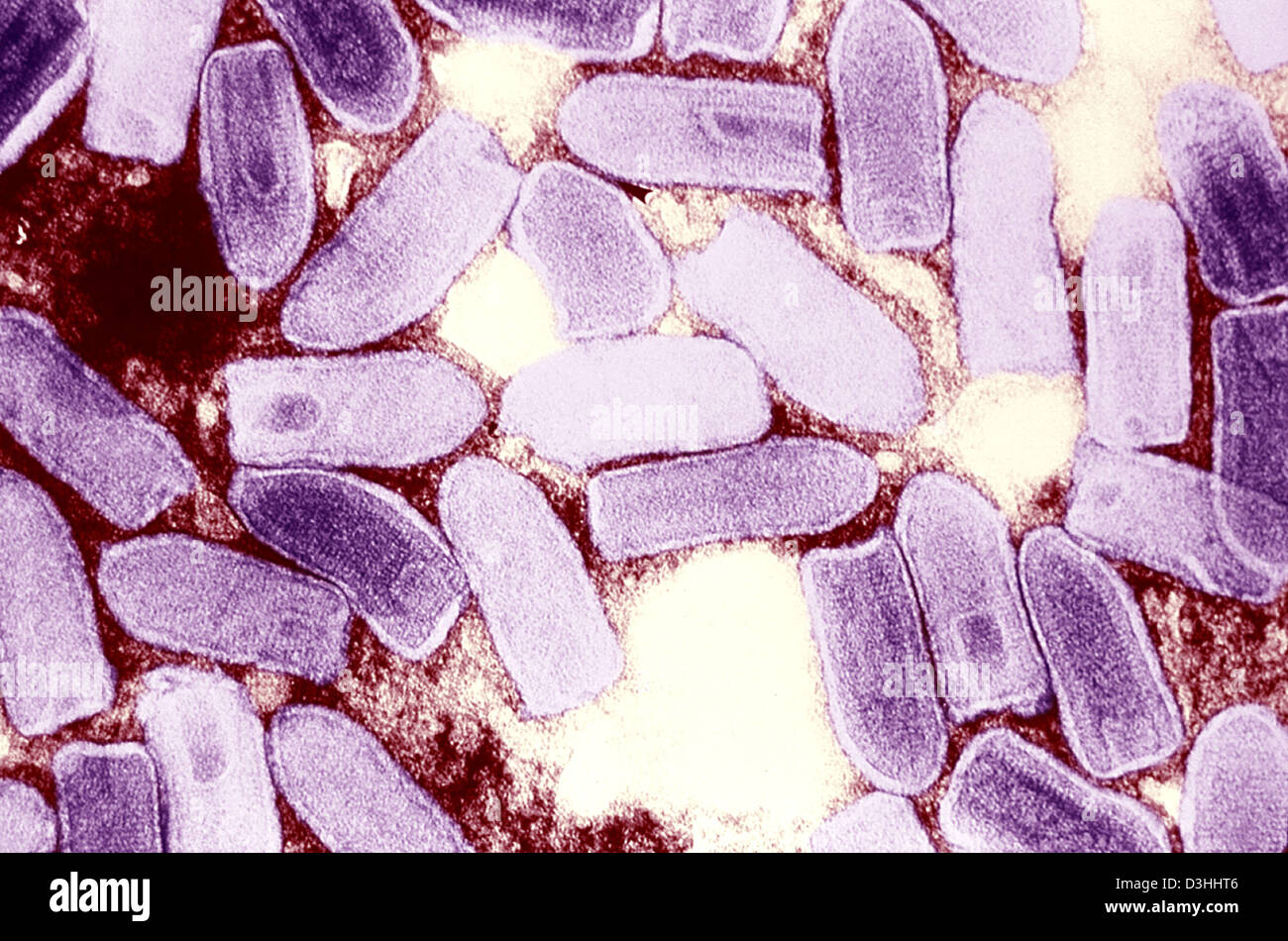 VESICULAR STOMATITIS VIRUS Stock Photo Alamy