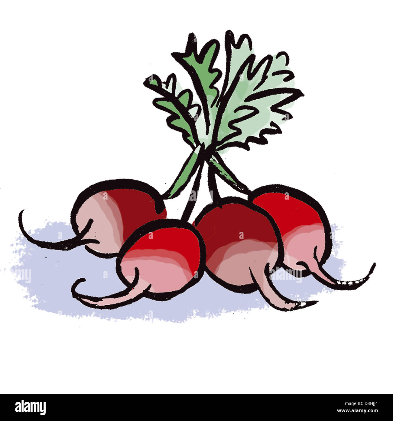 RADISH, DRAWING Stock Photo Alamy