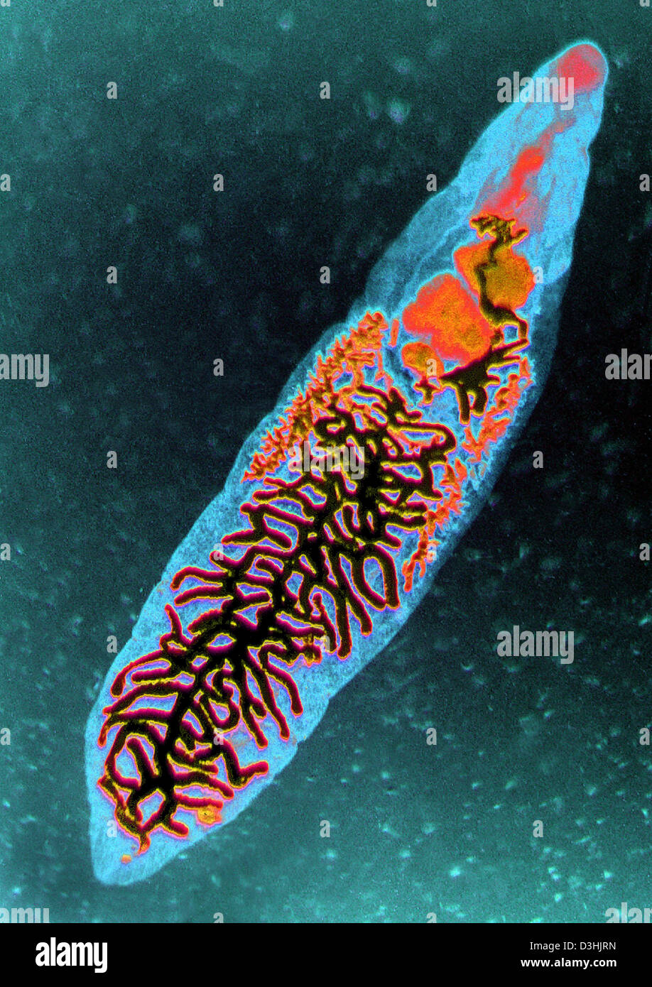 Fluke worms hires stock photography and images Alamy