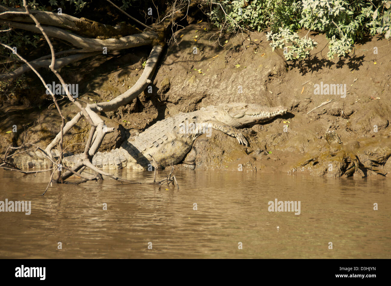 Crocodile on the river of Palo Verde National Park, Costa Rica Stock Photo