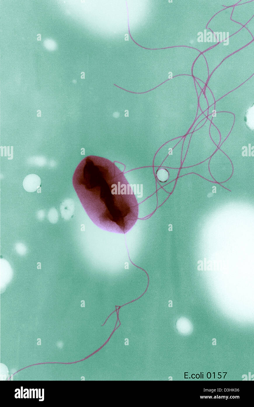 ESCHERICHIA COLI O157:H7, TEM Stock Photo - Alamy