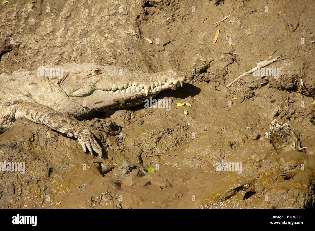 Crocodile on the river of Palo Verde National Park, Costa Rica Stock ...