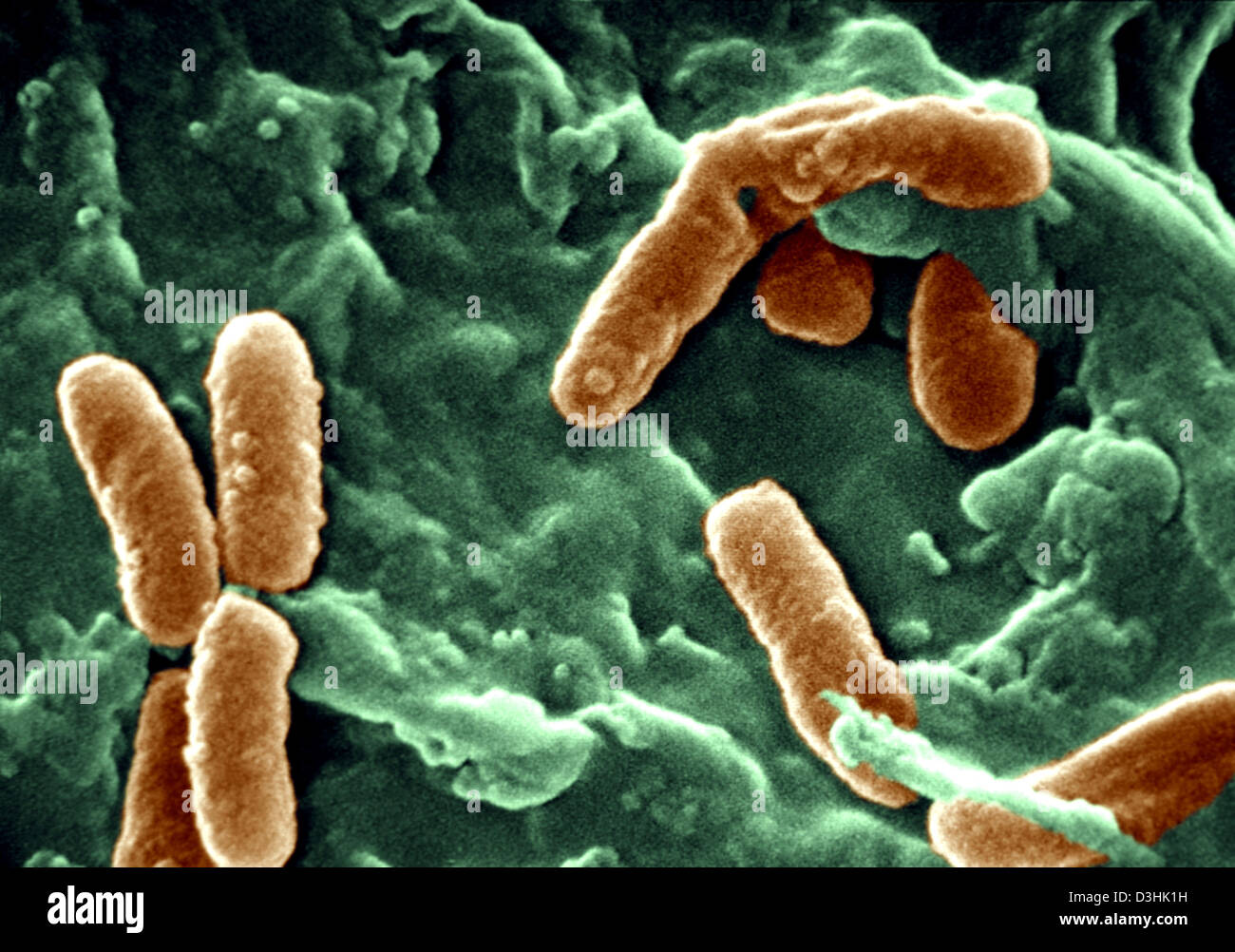 PSEUDOMONAS AERUGINOSA Stock Photo