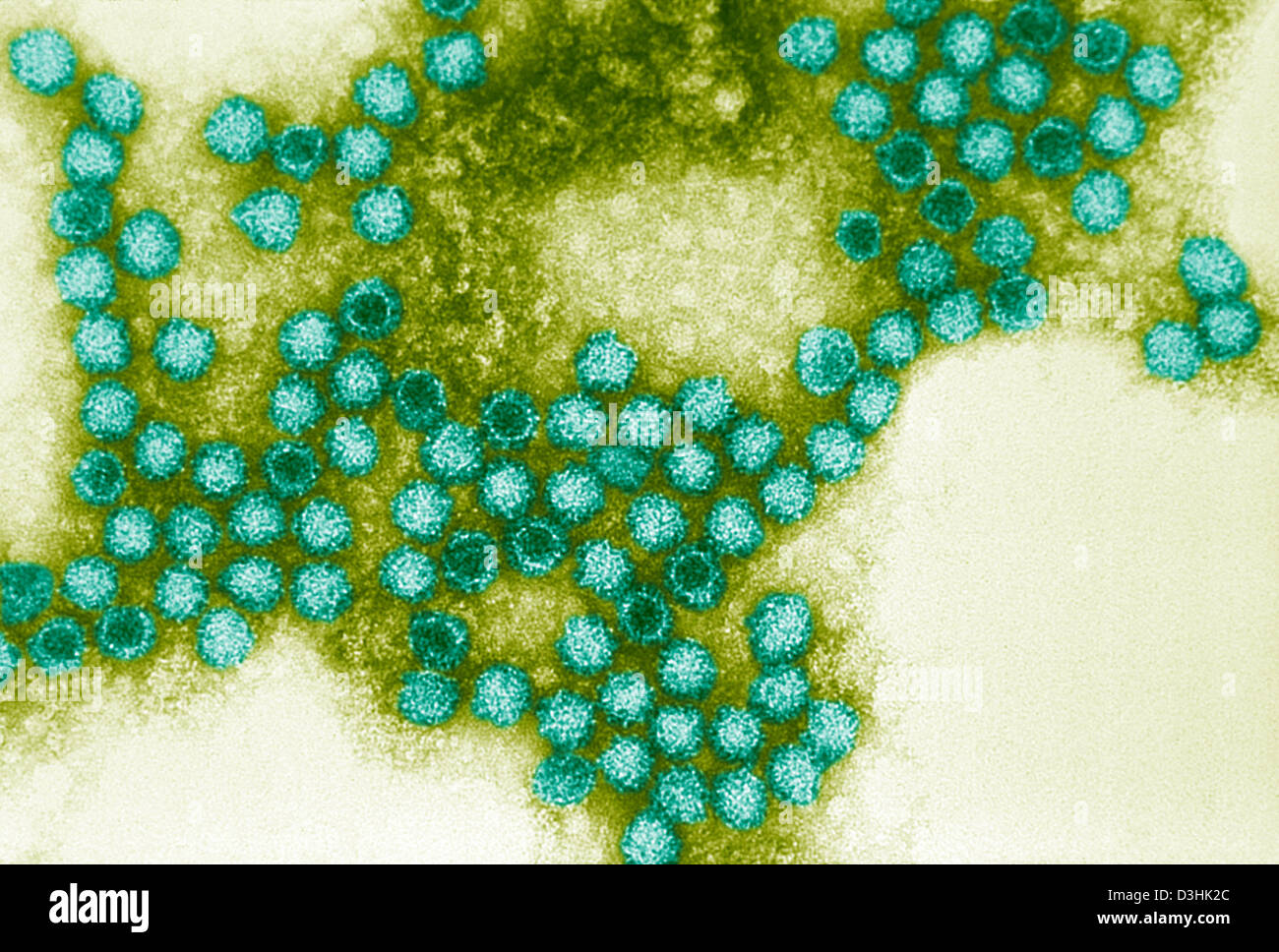 FELINE CALICIVIRUS Stock Photo Alamy