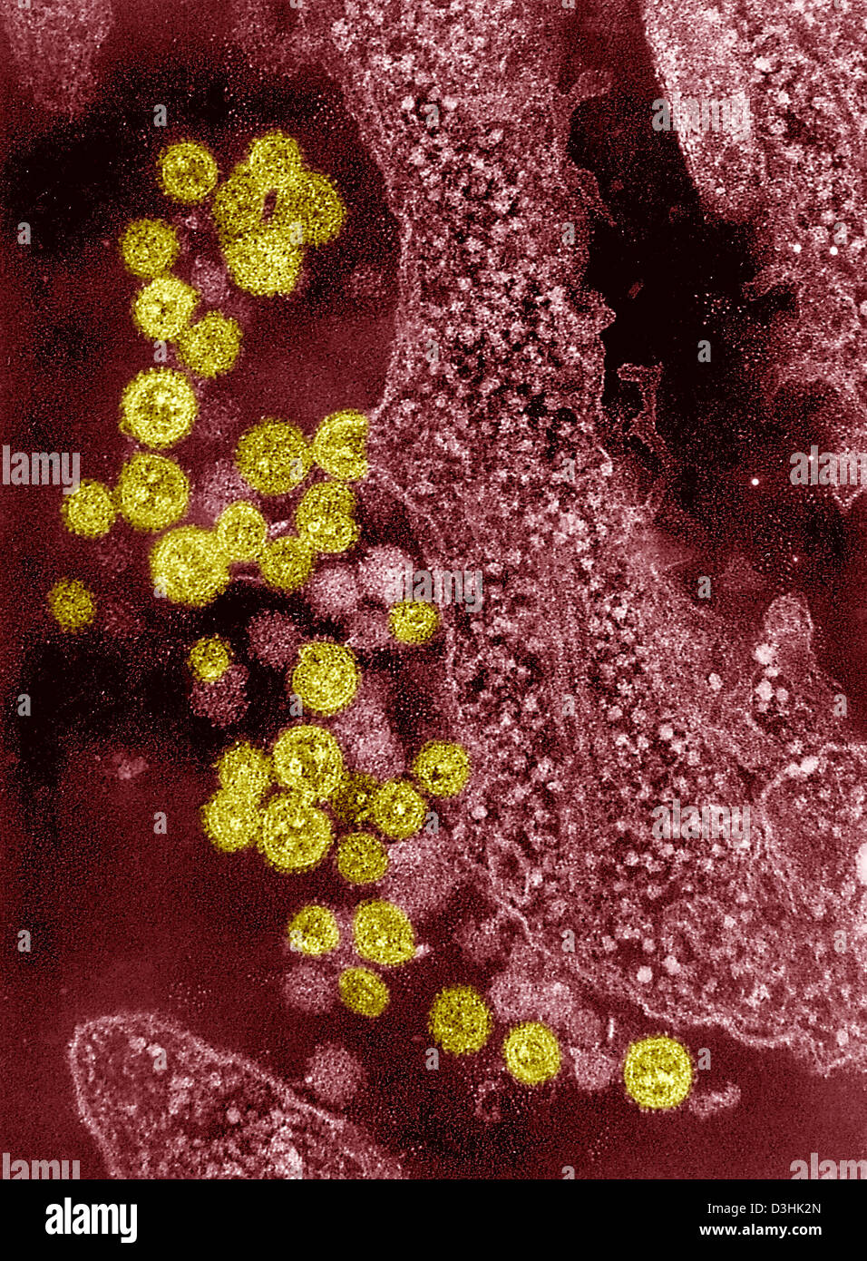 Machupo virus stock photo alamy