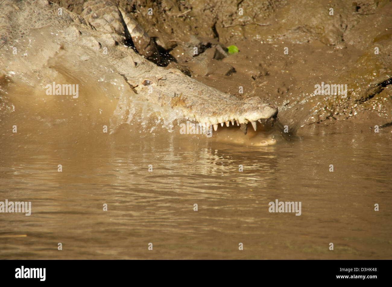 Crocodile on the river of Palo Verde National Park, Costa Rica Stock Photo