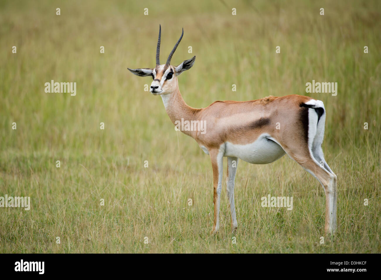 Gazelle valley hi-res stock photography and images - Alamy