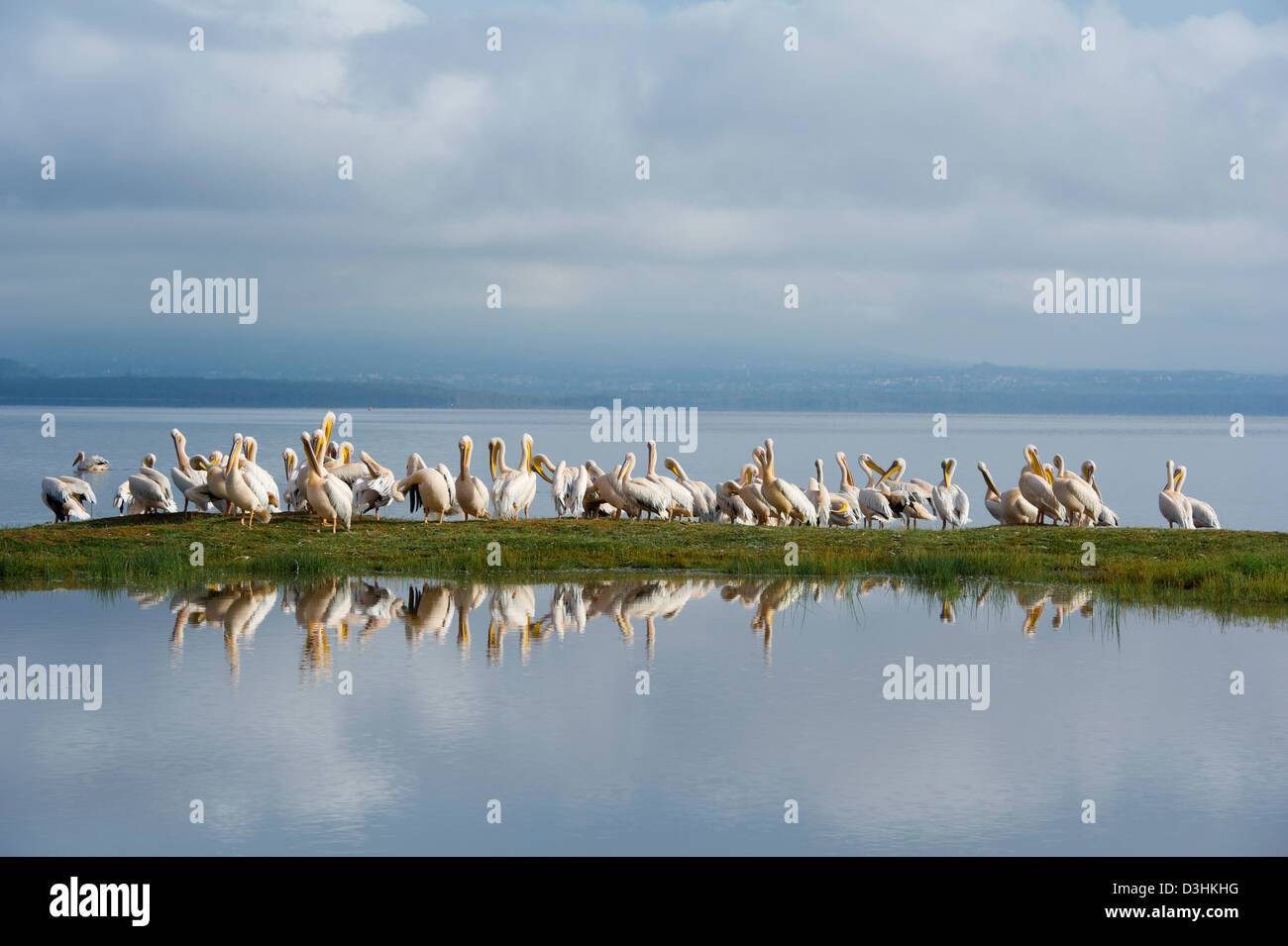 Great White Pelicans, Pelecanus onocrotalus, Lake Nakuru National Park, Kenya Stock Photo