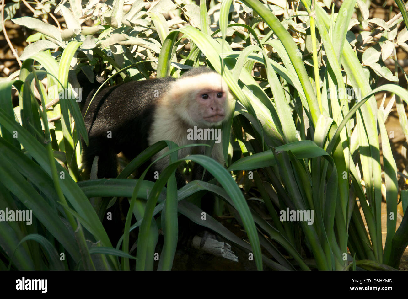 White Faced Monkey capuchin Costa Rica Stock Photo - Alamy
