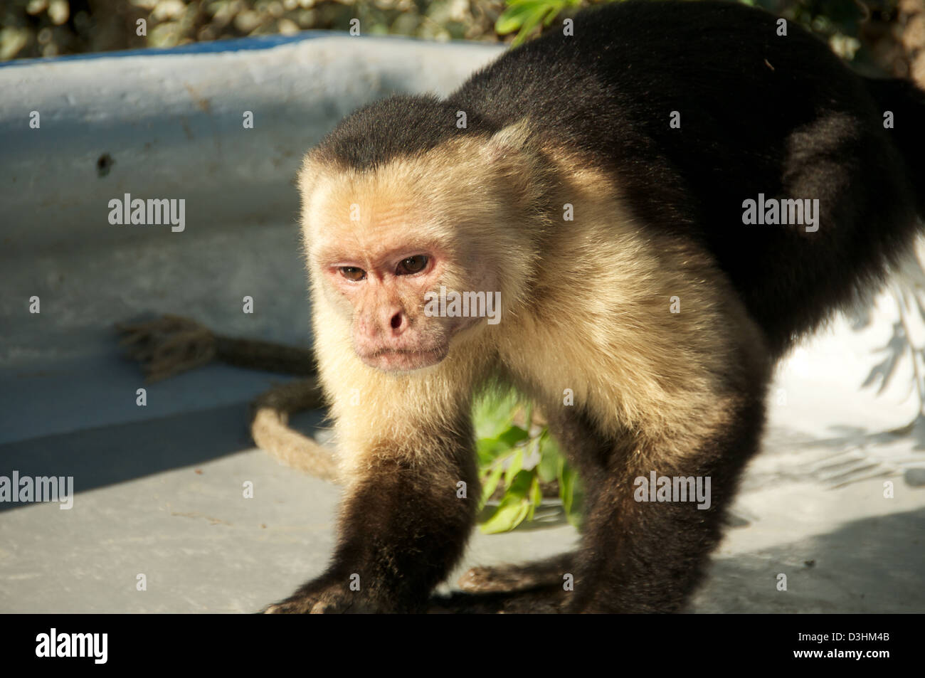White Faced Monkey capuchin Costa Rica Stock Photo - Alamy