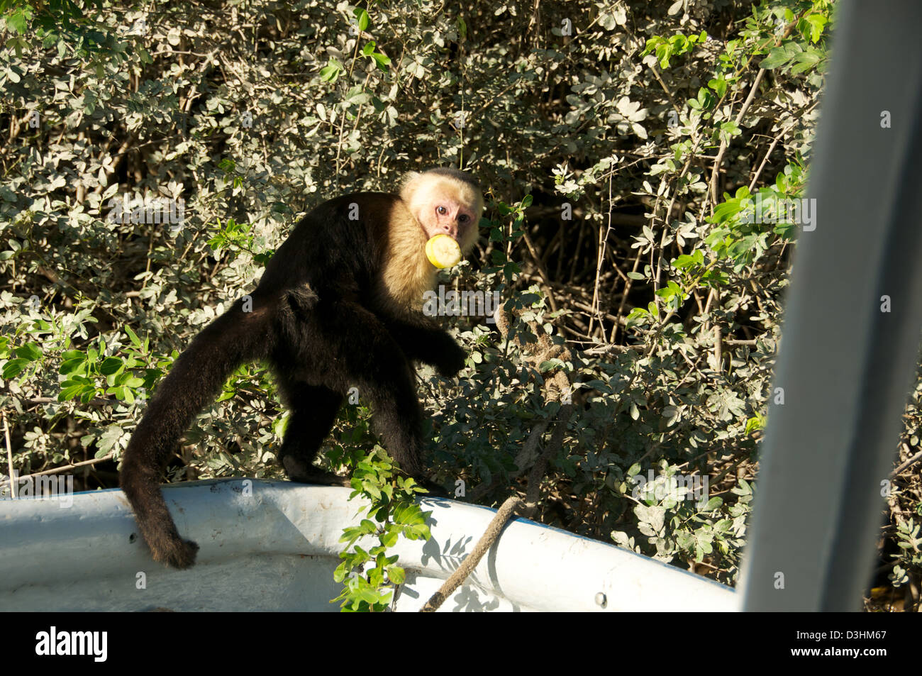 White Faced Monkey capuchin Costa Rica Stock Photo - Alamy
