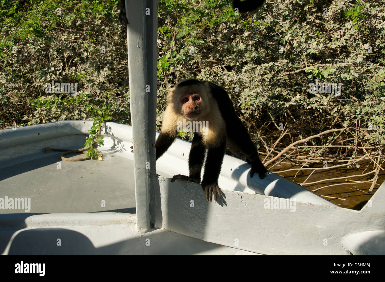 White Faced Monkey capuchin Costa Rica Stock Photo - Alamy